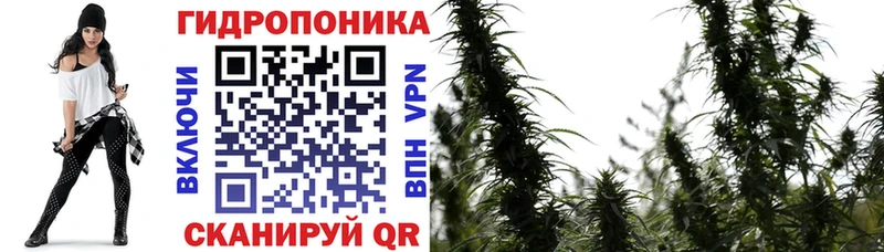 Конопля гибрид Кыштым